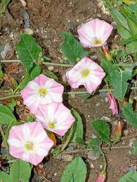 Image result for Convolvulus goyderi