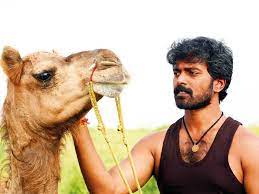 Camels are popular among the arabs in north africa as well as the middle east. Bakrid Review A Heart Warming Tale On The Bond Between A Man And A Camel Movie Reviews Gulf News