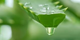 Milyen problémákra gyógyír az aloe vera? - ProVitamin Magazin