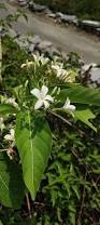 Image result for Holarrhena floribunda