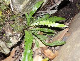 Image result for Pleopeltis  × simiana