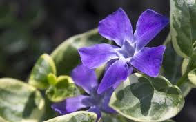 Find the perfect periwinkle wallpapers latest style and trends, only the best periwinkle wallpapers design for you. Blue Periwinkle Wallpaper Flower Wallpapers 42006