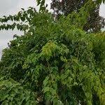 Image result for Ipomoea intrapilosa