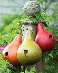 Gourd Birdhouse Seeds F 343 Bird Houses Gourds Birdhouse Gourds