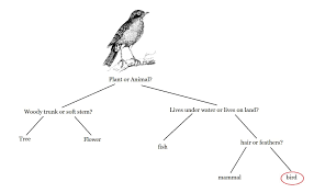 Science Layers Of Learning Dichotomous Key Scientific Method Lesson Animal Worksheets