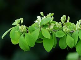 Pues yo tengo una teoría para las plantas de exterior, sobre todo las fuertes como la madreselva. Madreselva Caracteristicas Cultivo Cuidado Planta