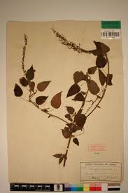 Image result for Acalypha racemosa