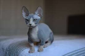We breed and offer quality sphynx cats for sale. Ancient Sphynx And Bambino Cattery Home Facebook