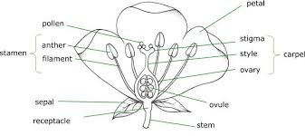 Diagrams Showing Parts Of A Plant And A Flower
