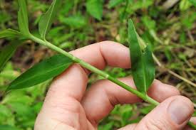 Image result for Commelina subulata