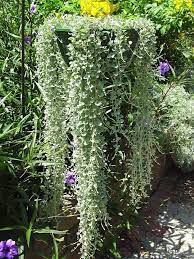 Silver Pony Foot Plants Plants For Hanging Baskets Side Yard Landscaping