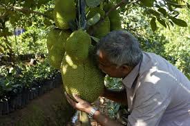 Comment Le Jacque Ce Fruit Du Pauvre Est Devenu Le Nouvel Aliment A La Mode Edition Du Soir Ouest France 18 05 2020