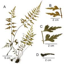 Image result for Asplenium cordatum