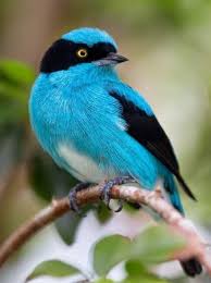 55 Unique Images Of Birds That You Will Love Beautiful Birds Beautifultiere Beautifulanimals Funnyanimals Funnytie 2020 Cok Sirin Hayvanlar Hayvan Karatavuk