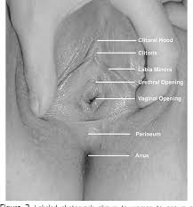 I use my third finger, moistened, to stroke and rub on and type 1a1, clitoral stimulation and occasional vaginal penetration: Pdf Clitorally Stimulated Orgasms Are Associated With Better Control Of Sexual Desire And Not Associated With Depression Or Anxiety Compared With Vaginally Stimulated Orgasms Semantic Scholar