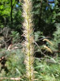 Image result for Cenchrus macrourus