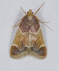 Image result for Pyralis farinalis