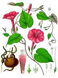 Image result for Ipomoea venosa