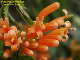 Image result for Pyrostegia