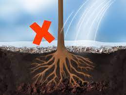 Maybe you would like to learn more about one of these? How To Plant Fruit Trees With Pictures Wikihow
