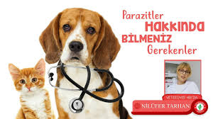 Yavru Kedi Ve Kopek Parazit Cesitleri Ve Bakimi Veteriner Hekim Nilufer Tarhan Youtube