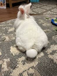 Hi this is snowball… i have a serious question.. that i'm stumbled to how  to even fix this because i do not want to welcome another bunny in my house  at this