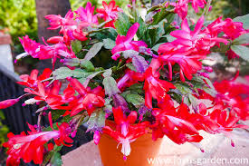 How to get your christmas cactus to flower again. What Causes Christmas Cactus Leaves To Turn Orange