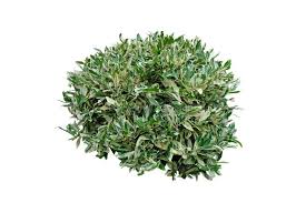 Image result for Suregada