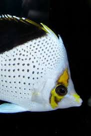 Black And White Striped Saltwater Aquarium Fish Salt Water Fish Black And White Butterfly Fish Saltwater Fish Tanks Marine Fish Sea Fish