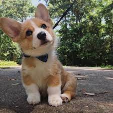 50 Cute Puppy Pictures You Will Love Page 22 Of 54 Lovein Home Welsh Corgi Puppies Puppies Cute Corgi Puppy