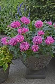Pin On Container Gardening