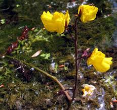 Image result for Utricularia andongensis