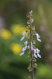 Image result for Coleus thyrsoideus