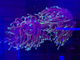 See more ideas about ny knicks, knicks, new york knicks. Indo Gold Torch Vs Indo Gold Torch New York Knicks Reef2reef Saltwater And Reef Aquarium Forum