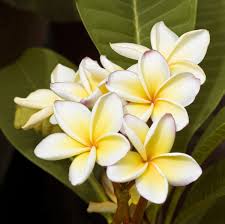 Beautiful Love Plumeria Flowers Plumeria Flowers Smelling Flowers Love Flowers