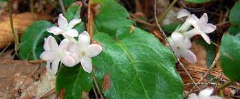 Maybe you would like to learn more about one of these? Massachusetts State Flower The Mayflower Proflowers Blog