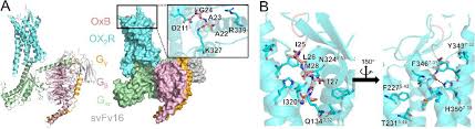 Structural Understanding of Peptide-Bound G Protein-Coupled Receptors:  Peptide–Target Interactions | Journal of Medicinal Chemistry