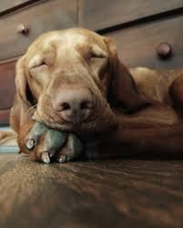 Find the perfect puppy for sale in cincinnati, ohio at next day pets. Good Dogs That Make Us Smile Garden Gun
