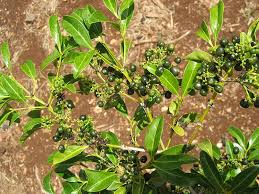Image result for Psydrax fragrantissima