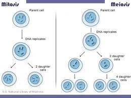 Between meiosis and mitosis, which one would be considered a form of sexual reproduction? What Is The Difference Between Meiosis Ii And Mitosis Socratic