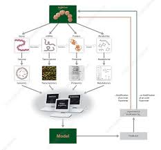 Systems Biology Flow Chart Stock Image C009 7527