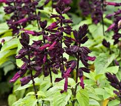 We did not find results for: New Salvia Splendens Lighthouse Purple White Flower Farm White Flower Farm Dark Purple Flowers Plants