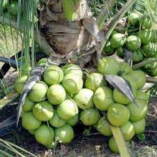 Harga bunga keladi masih menjadi hal utama yang sering ditanyakan oleh para kolektor tanaman hias. Jenis Kelapa Yang Ada Di Dunia 4muda Com
