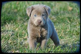 Also, they have english labradors with them. Pin On Best Dogs Ever