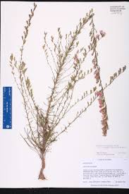 Image result for Lessertia pauciflora