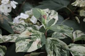 Image result for Persicaria