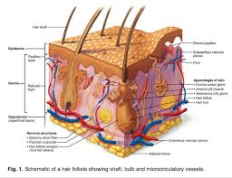 Make sure to ask your doctor to do a full iron panel if hair loss is one of your concerns. Reversing Age Related Hair Loss And Restoring Healthy Hair Growth In Men And Women Nutrition Review