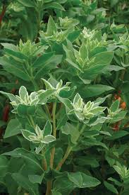 Image result for Euphorbia kilwana