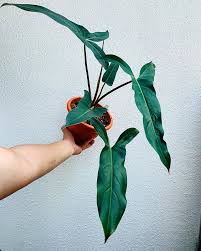 Philodendron Mexicanum Plant Leaves Philodendron House Plants