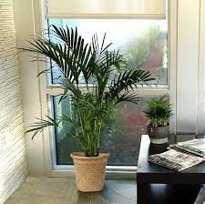 Common cat palm plant diseases. Cat Palm Tree In Basket Reviews Joss Main